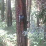 Getah Pinus TNGC Jadi Ladang Uang, PKS Mengambang dan Dugaan Gratifikasi Mencuat.***